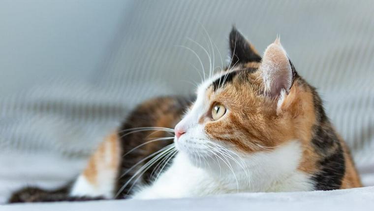 猫のクラミジア
